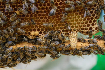 Wall Mural - Signs of Roaring Bees. The birth of a new queen of bees.