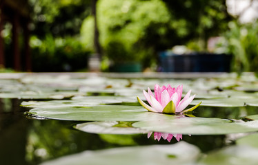 beautiful lotus flower on the water after rain in garden.