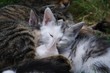 Młode koty śpiące u boku matki