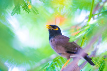 Common Myna Outdoors