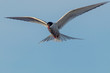 Arctic Tern in Flight.