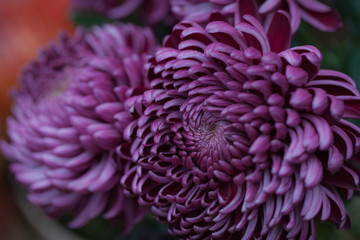 Colorful autumnal chrysanthemum. Blossoming flowers in a garden. Mums