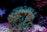 Fototapeta Do akwarium - LPS Elegance coral in reef aquarium (Catalaphyllia Jardinei) 