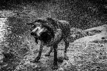 black and White Dog Shaking 