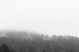 Fototapeta Las - Monochrome image of pine woods after a heavy rainstorm in Transylvania, Romania.