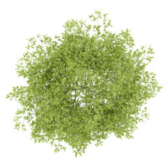 Wall Mural - top view of peach tree isolated on white background