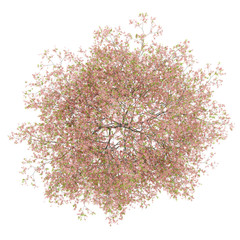 Wall Mural - top view of flowering peach tree isolated on white background