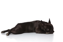 Side View Of Adorable French Bulldog Lying
