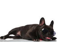 Adorable Stylish French Bulldog Lying In The Sun