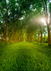 Wall Mural - Forest with sunlight. The sun rays through branches of trees