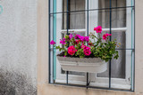 Fototapeta Uliczki - Flower pot on a window in European city