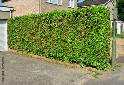 Cuadros en Lienzo Trimmed Hedgerow in the UK in summer.
