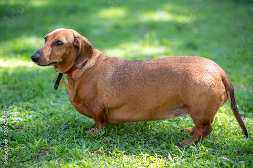 Fat Short Haired Dachshund Standing On The Grass Buy This Stock
