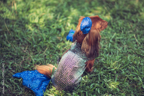 Brown Long Haired Dachshund In Costume Of Mermaid Toned Buy