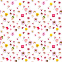 Wall Mural - Seamless pattern from  wild flowers  isolated on white background, flat lay, top view. 