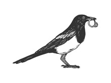 Magpie Bird With Golden Ring Engraving Vector
