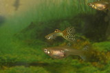 Fototapeta Do akwarium - Fish aquarium guppy