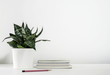 Sansevieria trifasciata or Snake plant in pot and book with pencil on the white wooden table home decor