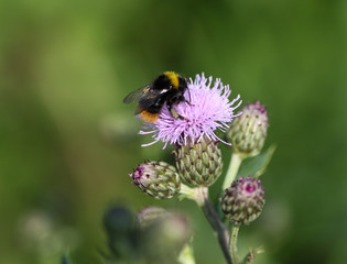 Wall Mural - early bumblebee or early nesting bumblebee (Bombus pratorum)