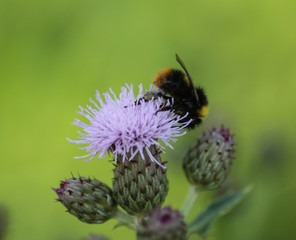 Wall Mural - early bumblebee or early nesting bumblebee (Bombus pratorum)