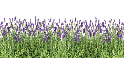 Poster - Lavender flowers Fresh lavender plants isolated white background