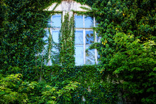 View Of A Closed Window And Of A Wall Covered With Ivy