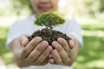 World environment day and save environment concept, volunteer women holding plant growing, sapling