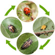 Life cycle of Two-spot ladybird or Adalia bipunctata. Stages of development from egg to adult insect