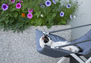 Wall Mural - lazy cat resting in an armchair in the garden