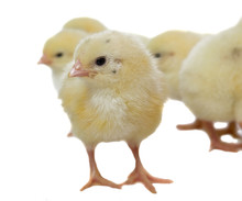 Weekly Chicks On White Background