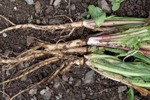 Fotografie, Obraz Fresh roots of dandelion (Taraxacum officinale) with dirt and on garden soil