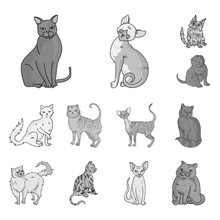 Breeds Of Cats Monochrome Icons In Set Collection For Design. Pet Cat Vector Symbol Stock Web Illustration.