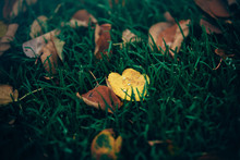 Fallen Autumn Yellow Brown Leaves Lay On The Grass