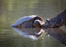 Large Snapping Turtle Sunning Itself On A Log