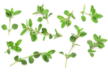 Fresh thyme spice isolated on white background with copy space for your text. Top view. Flat lay pattern