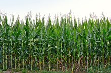 High Stems Of Green Corn In The Field