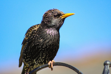 Canvas Print - starling portrait