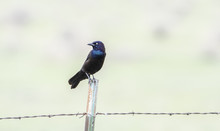 Common Grackle (Quiscalus Quiscula) Perched On Barbed Wire Fence