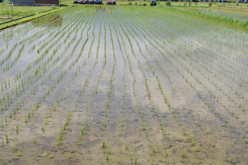 Canvas Print - Rice planting