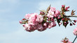 King cherry blossom and spring season. spring skies and full cherry blossom leaves