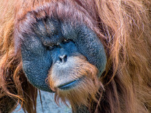 Close Portrait Of Sumatran Orangutan