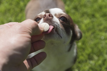 Dog breed Chihuahua gets pills, vitamins, delicacies from the hands of the owner.