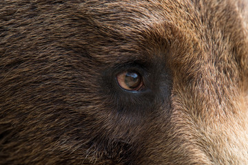 Wall Mural - closeup of the eye of a bear