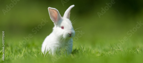 Fotografía Baby white rabbit in grass