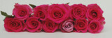 Fototapeta  - Beautiful Red Roses Arranged in Line Isolated on White. Banner.