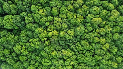 top view of a young green forest in spring or summer