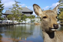 Deer Posing In Front Of Todai-ji, Nara, Japan.