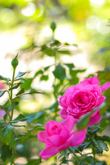  Pink roses bloom in the garden, pink roses on a blurred background, flowers with copy space, bouquet preparation, spring garden