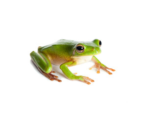 Green tree frog