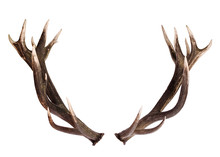 Deer Antlers Isolated On White